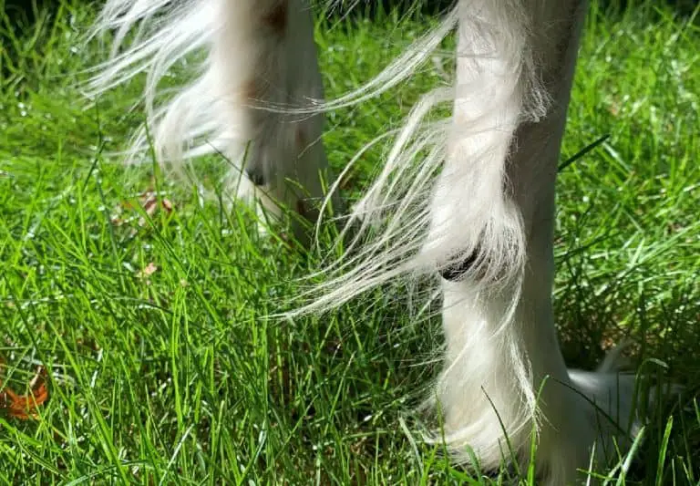 Why Do Hunting Dogs Have Their Dew Claws Removed? Hunting Pup