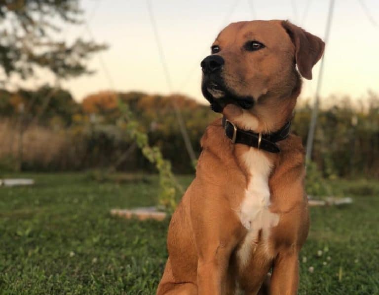 Mixed Breed Dogs Can Make Great Hunting Dogs Too Hunting Pup