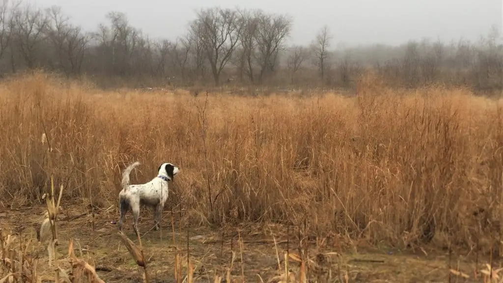 what does it mean when your dog points