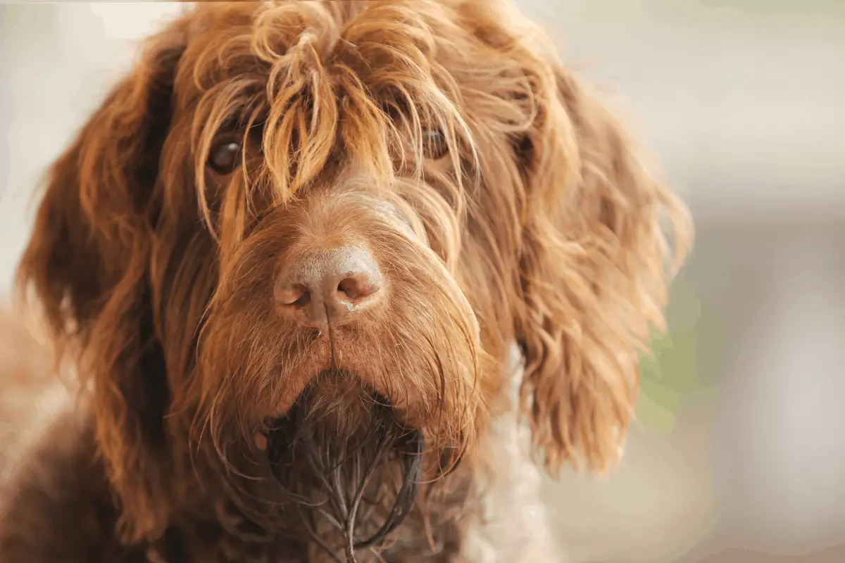 Hunting Dogs with Beards 5 Breeds to Know Hunting Pup