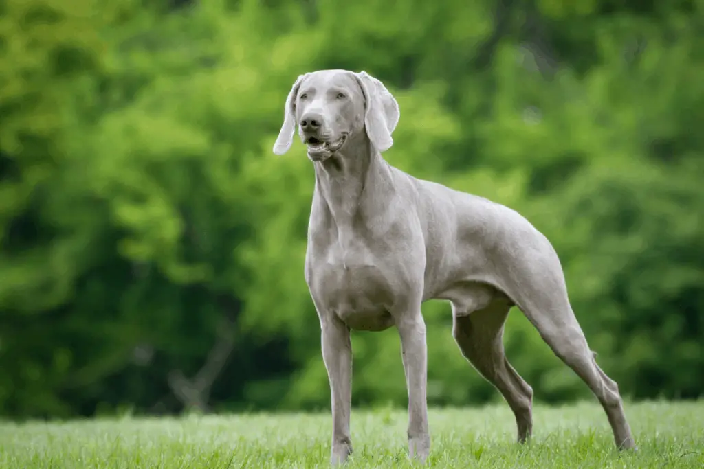 Blue-Eyed Hunting Dog Breed - The Grey Ghost