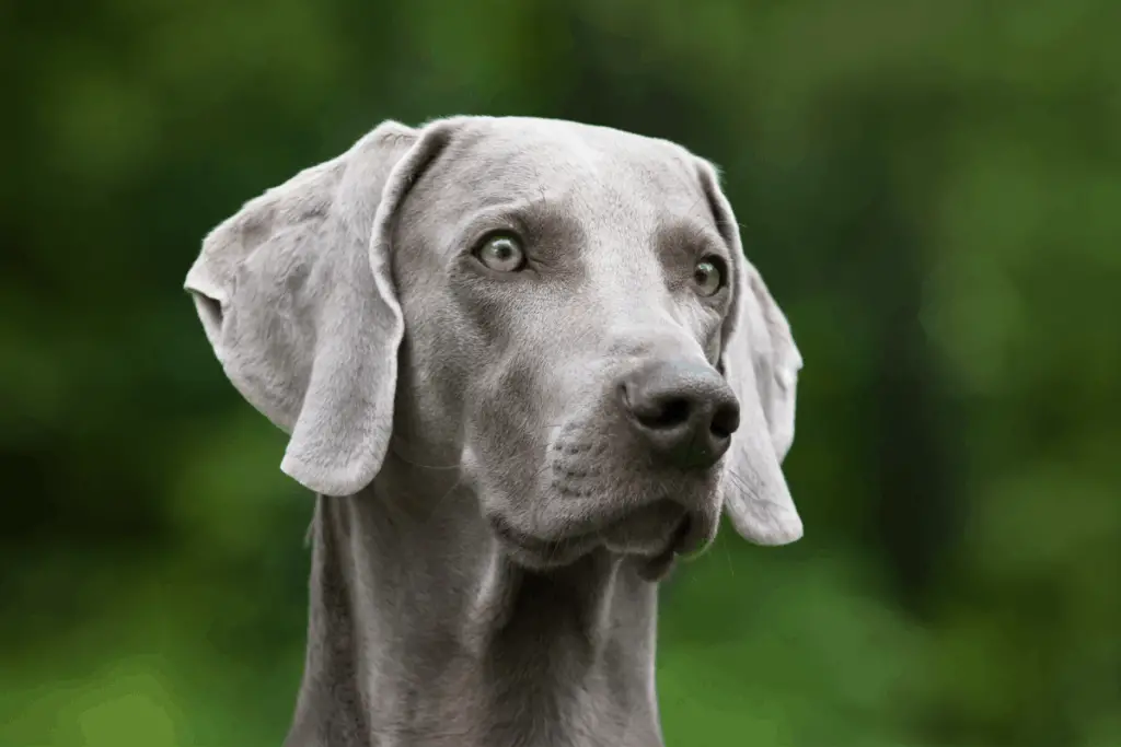blue eyed gray dog