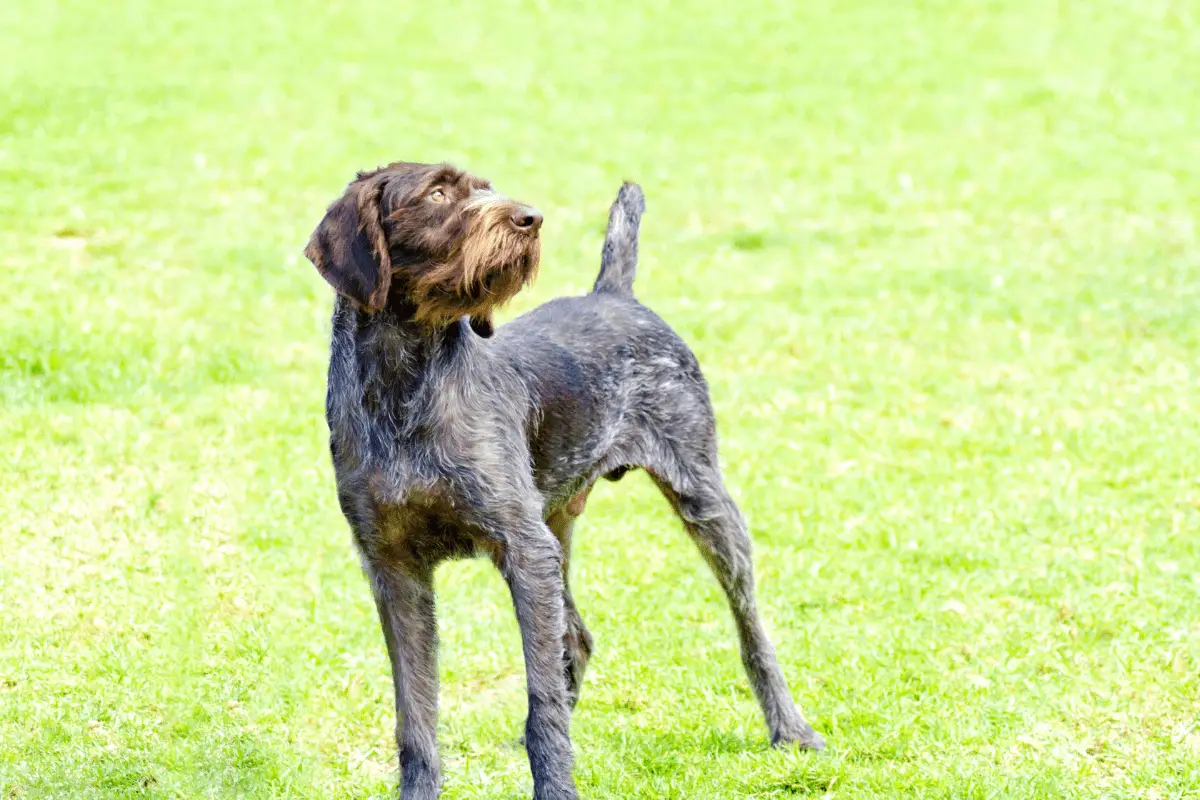 Hunting Dogs with Beards 5 Breeds to Know Hunting Pup