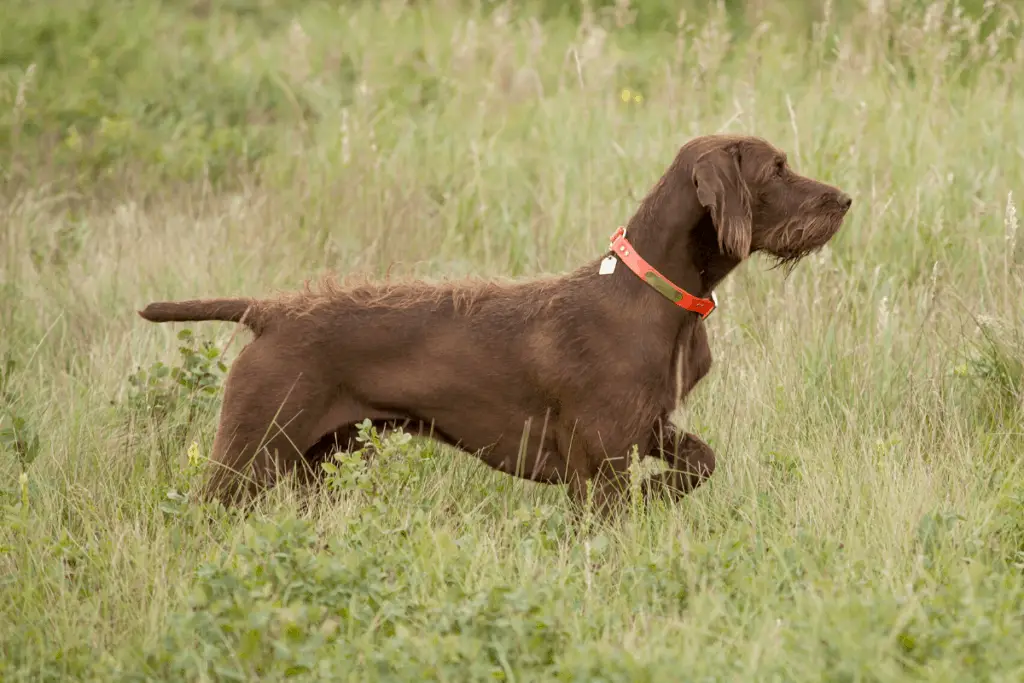Low Or No Shed Hunting Dogs 5 Breeds To Know Hunting Pup