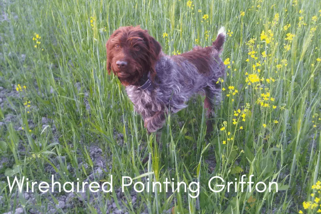wirehaired pointing griffon hunting dog