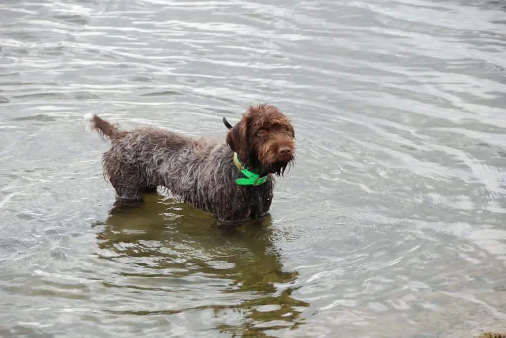 Hunting Dogs with bed Feet (with Breed Profiles)