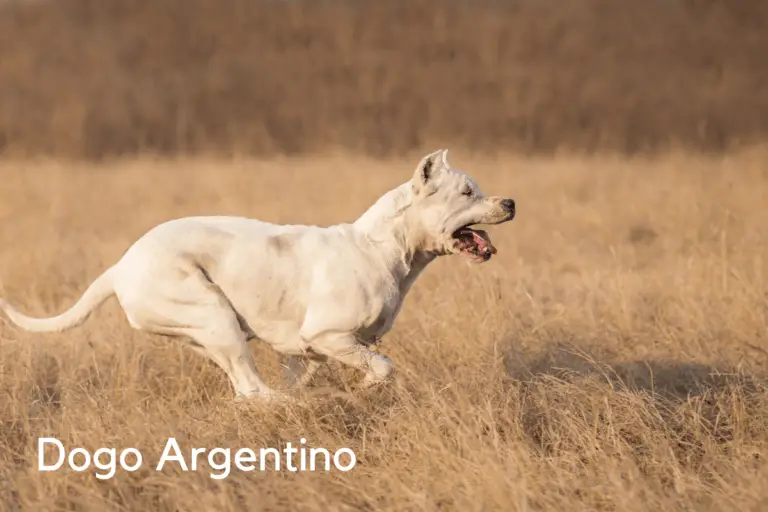 7 Best Dog Breeds for Hunting Hogs