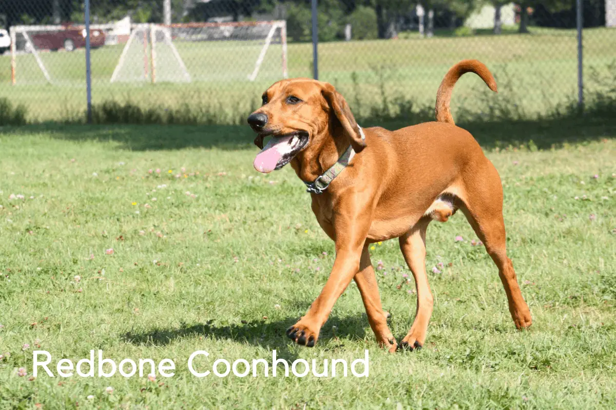 7 Best Dog Breeds for Hunting Hogs