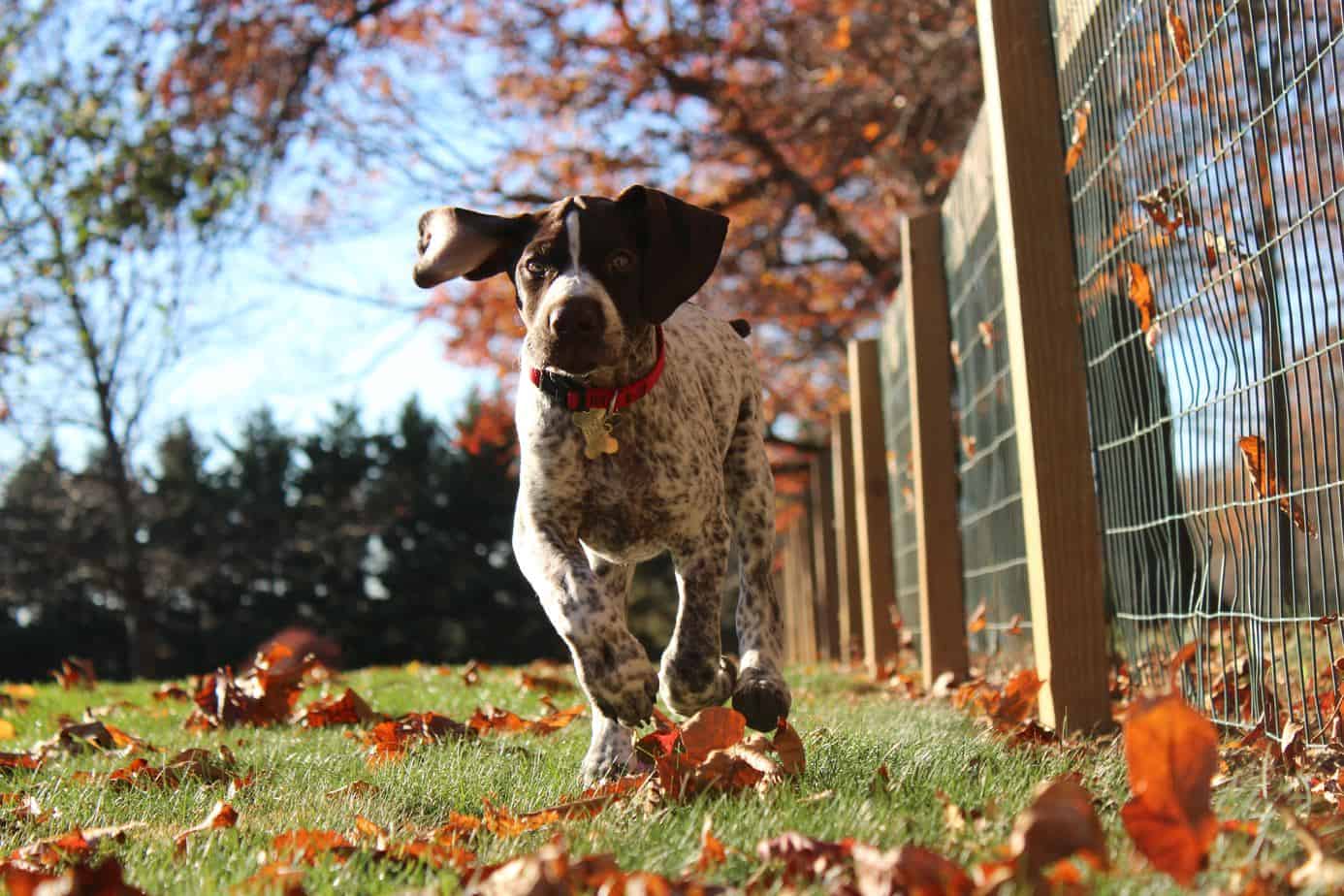 puppy running along fence