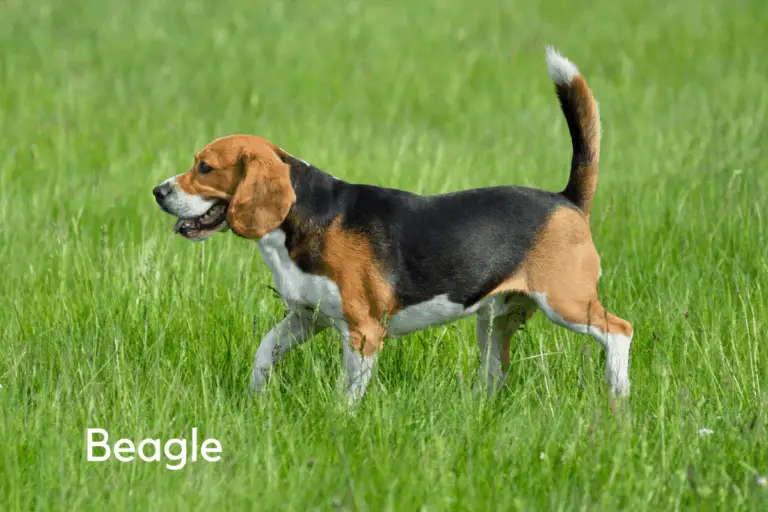 8 Best Small Breed Hunting Dogs