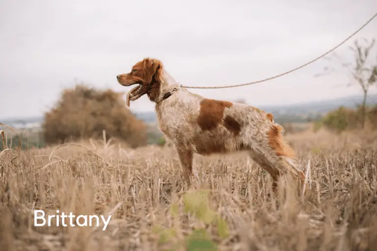 types of hunting dogs small