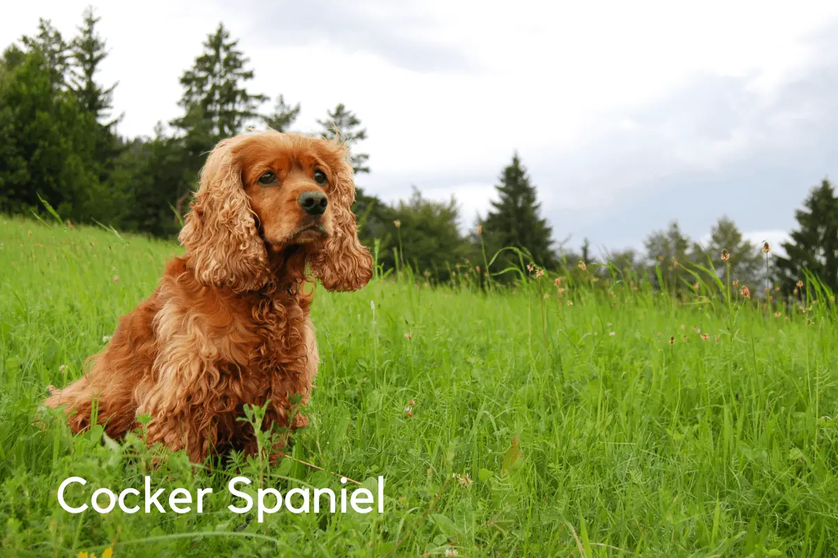 8 Best Small Breed Hunting Dogs