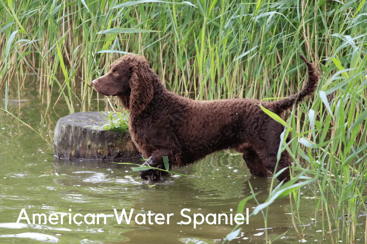 8 Best Small Breed Hunting Dogs