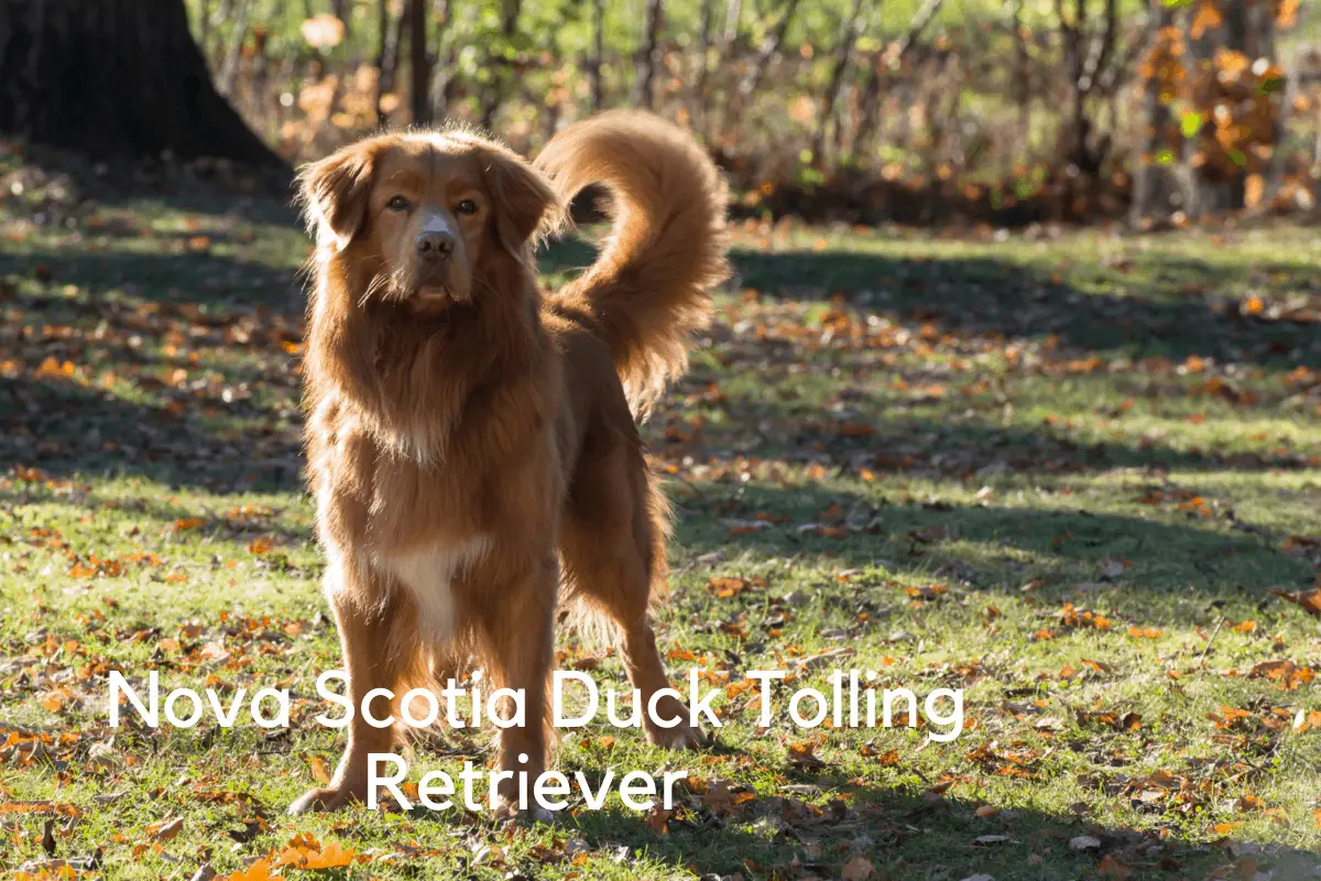 8 Best Small Breed Hunting Dogs