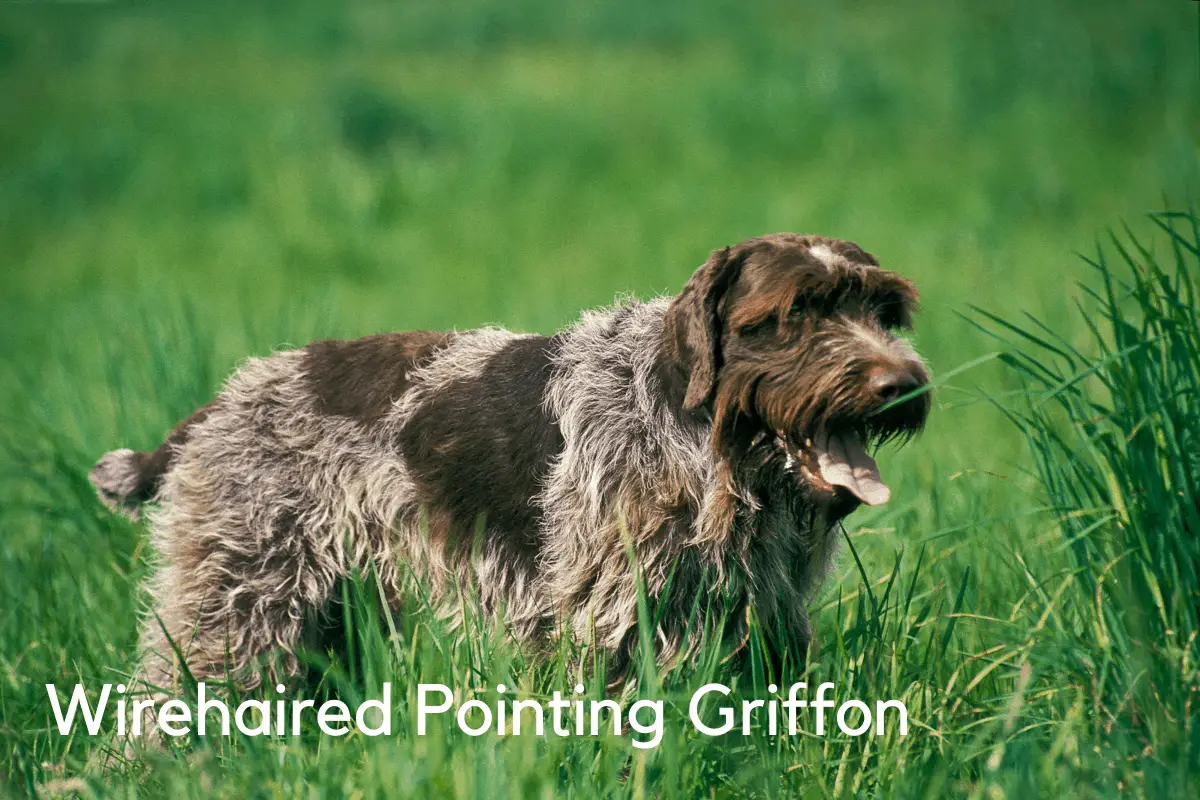 Hunting Dogs with bed Feet (with Breed Profiles)